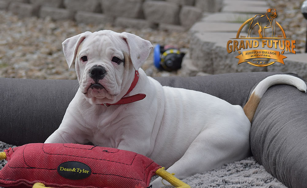 American Bulldog - GRAND FUTURE ENVY