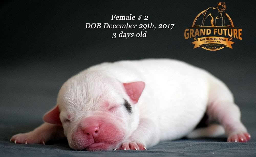 American Bulldog - GRAND FUTURE ENVY