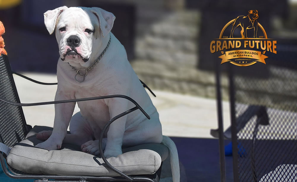 American Bulldog - GRAND FUTURE ENVY