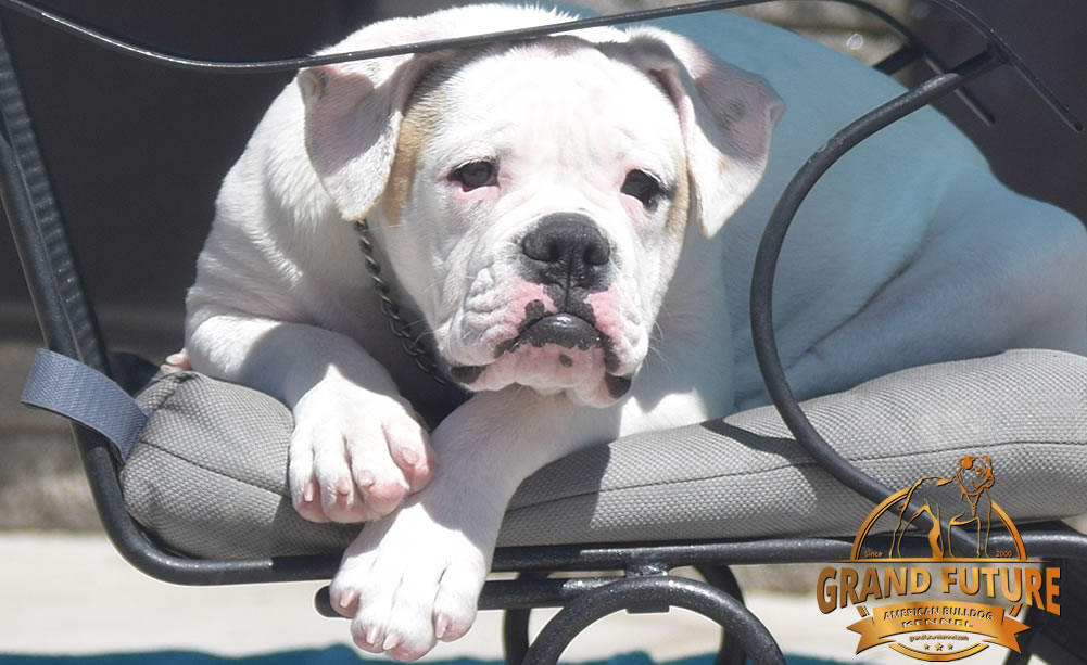 American Bulldog - GRAND FUTURE ENVY