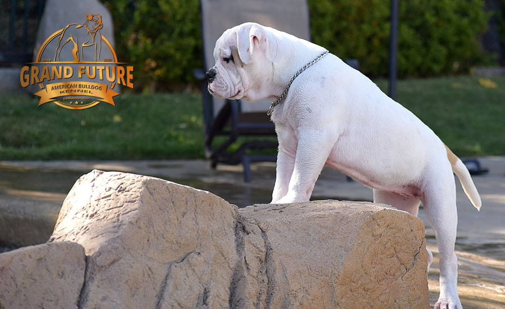 American Bulldog - GRAND FUTURE ENVY