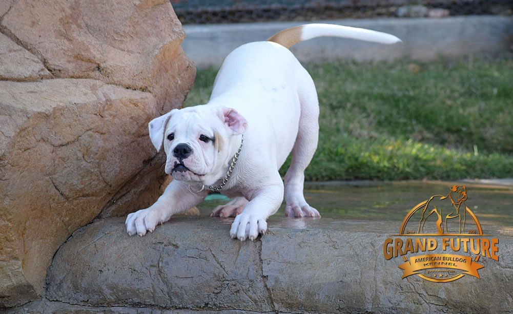 American Bulldog - GRAND FUTURE ENVY