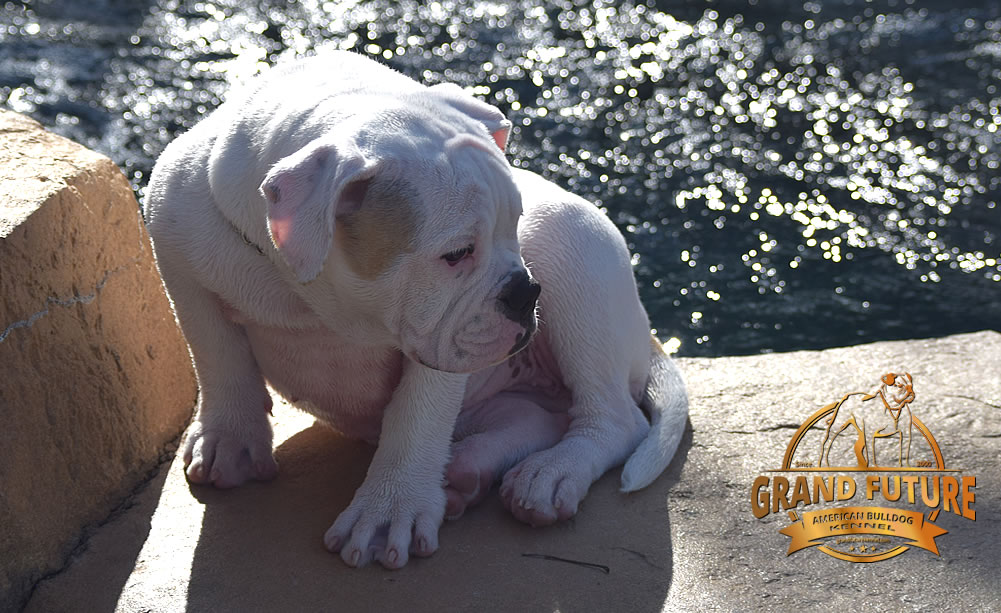 American Bulldog - GRAND FUTURE ENVY