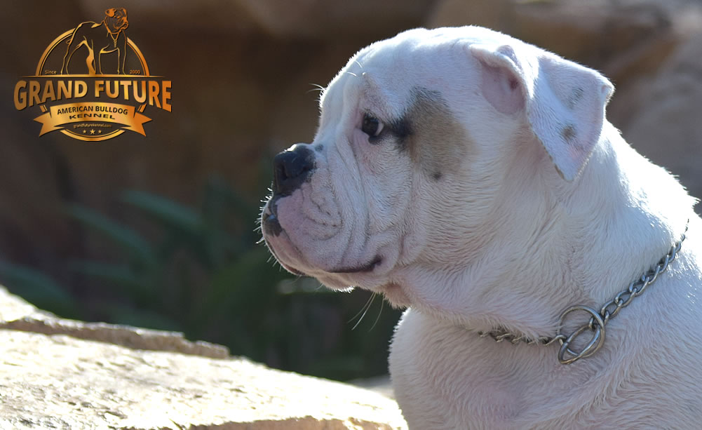 American Bulldog - GRAND FUTURE ENVY