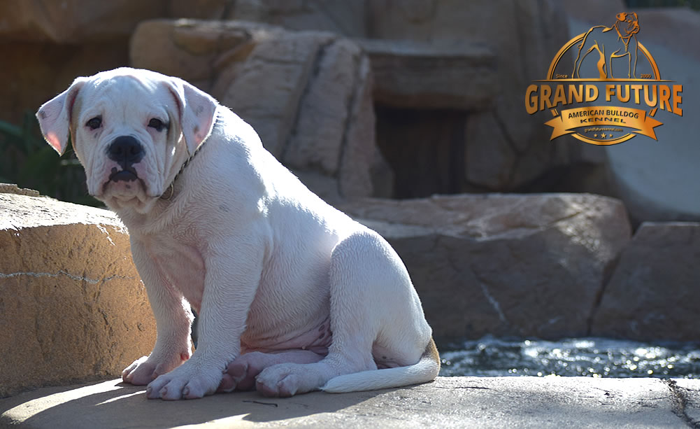 American Bulldog - GRAND FUTURE ENVY