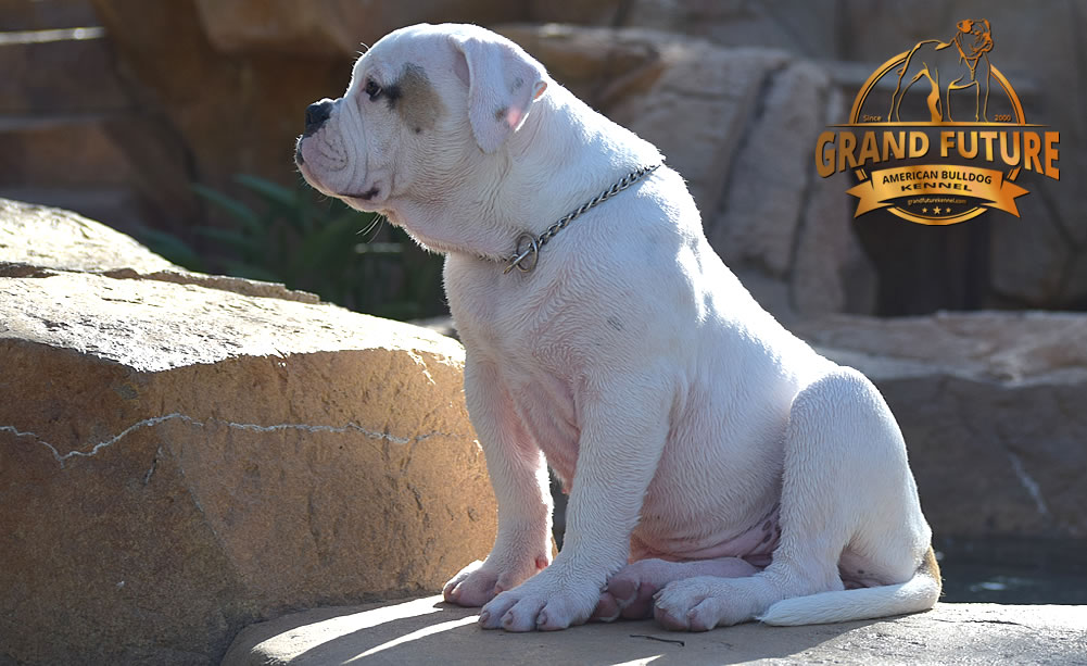 American Bulldog - GRAND FUTURE ENVY