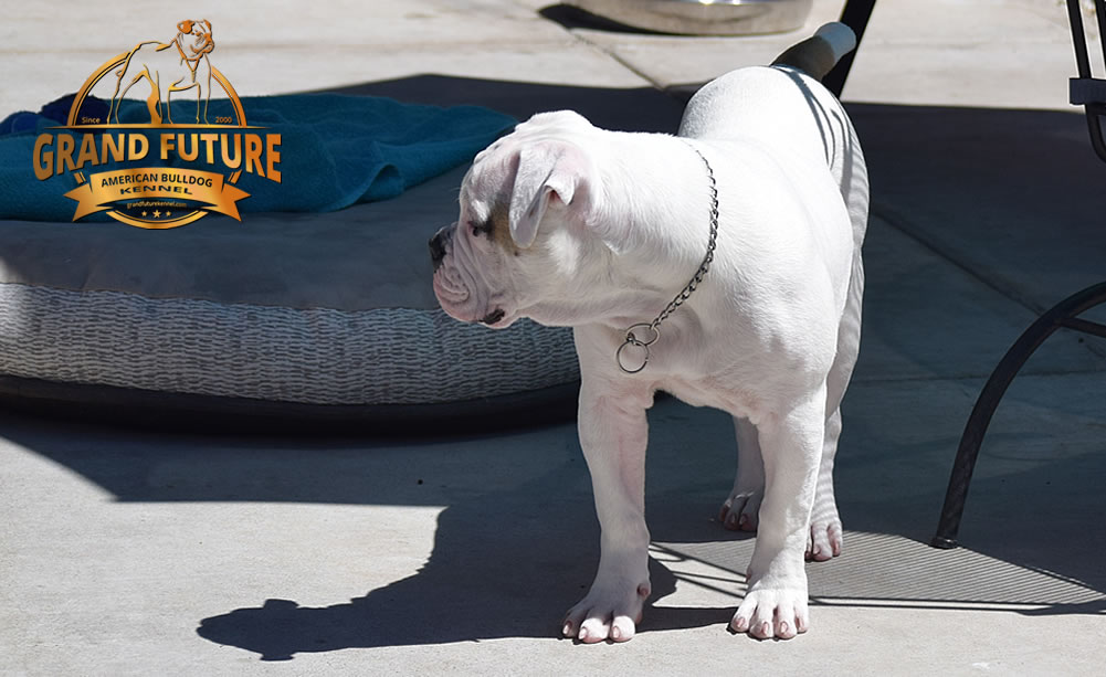 American Bulldog - GRAND FUTURE ENVY