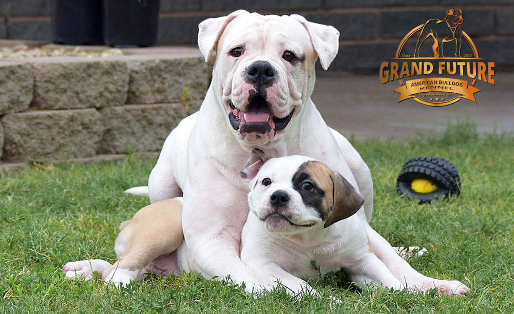 American Bulldog - GRAND FUTURE ENVY