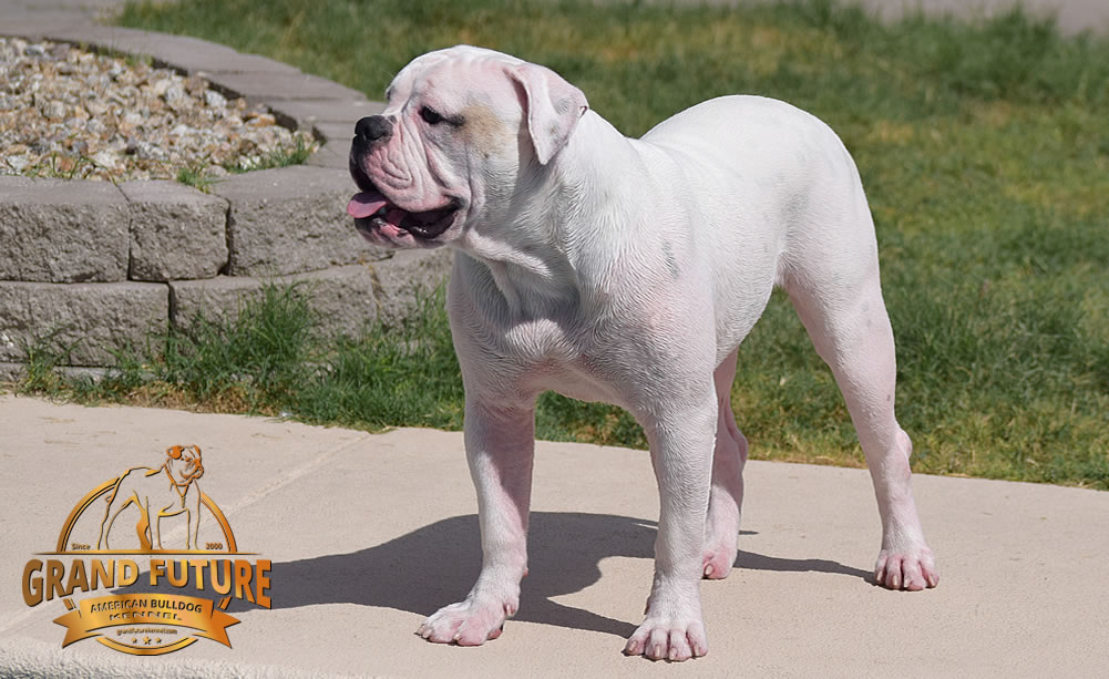 American Bulldog - GRAND FUTURE ENVY