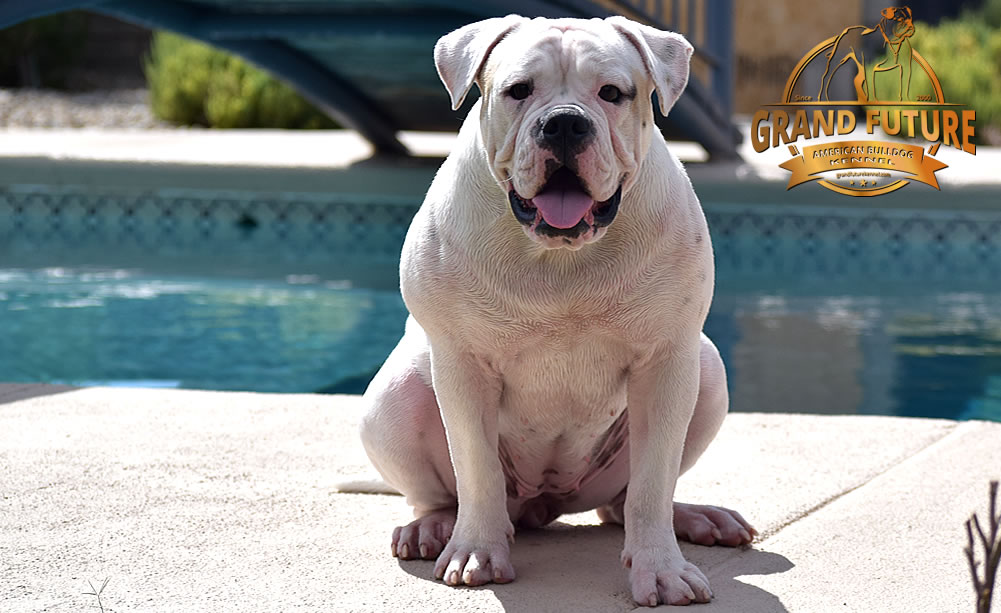 American Bulldog - GRAND FUTURE ENVY