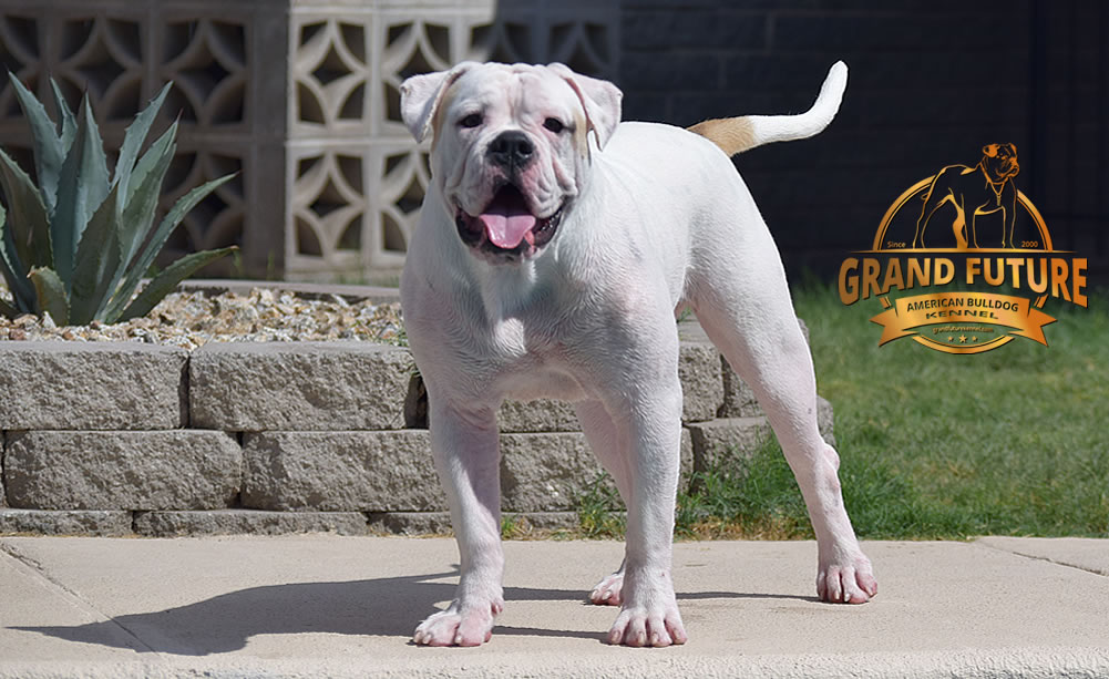 American Bulldog - GRAND FUTURE ENVY