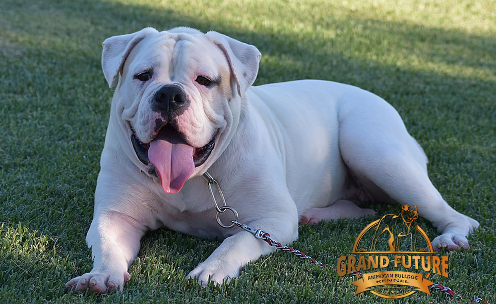 American Bulldog - GRAND FUTURE ENVY