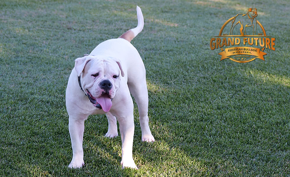 American Bulldog - GRAND FUTURE ENVY