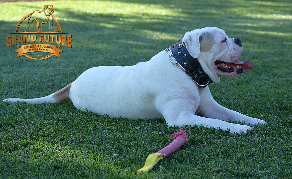 American Bulldog - GRAND FUTURE ENVY