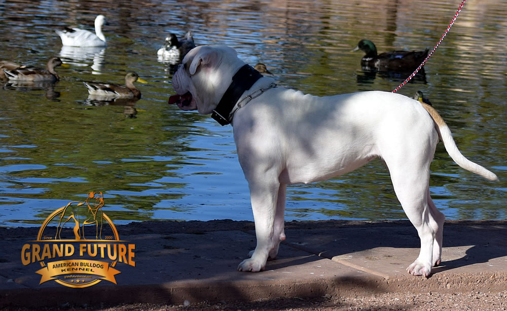 American Bulldog - GRAND FUTURE ENVY