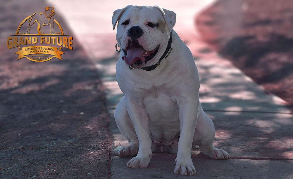 American Bulldog - GRAND FUTURE ENVY