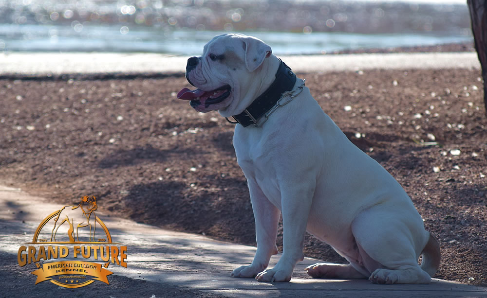 American Bulldog - GRAND FUTURE ENVY