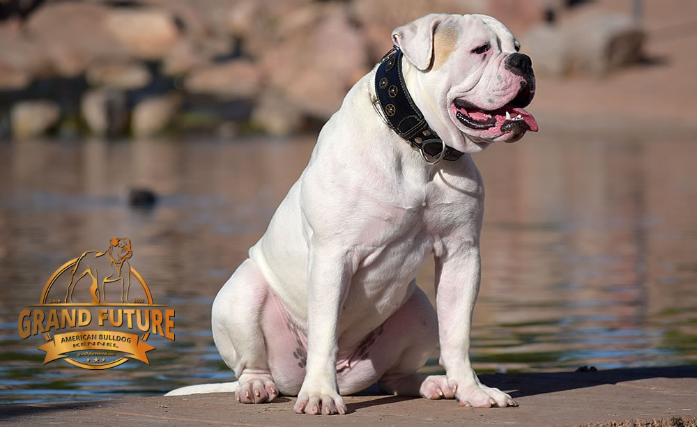 American Bulldog - GRAND FUTURE ENVY