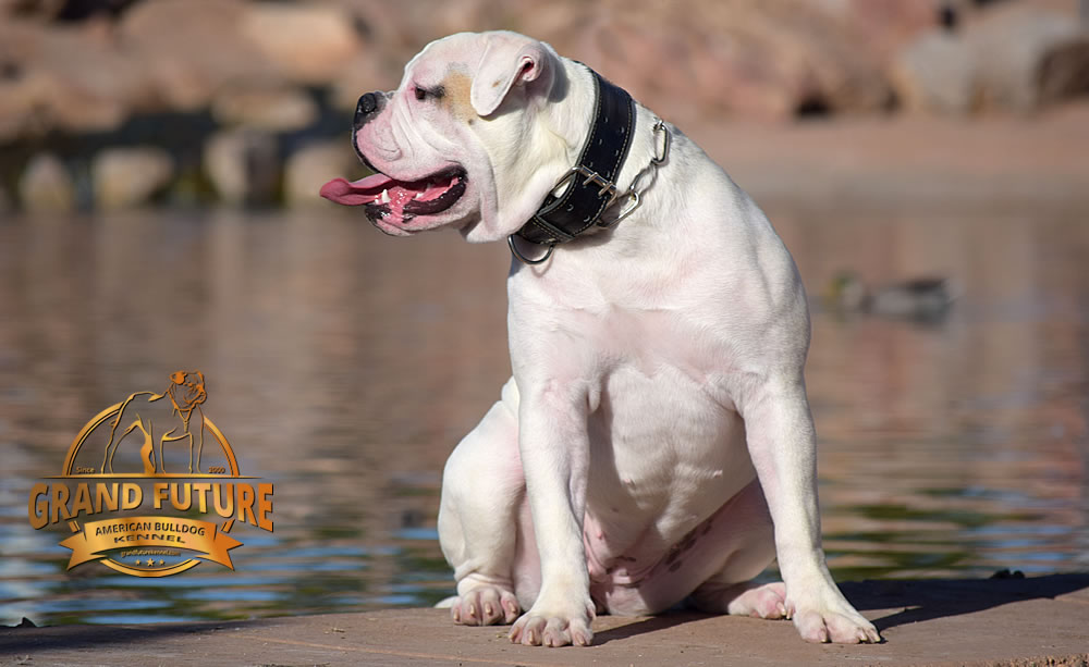 American Bulldog - GRAND FUTURE ENVY