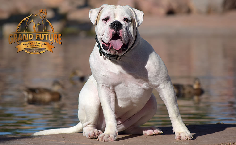 American Bulldog - GRAND FUTURE ENVY