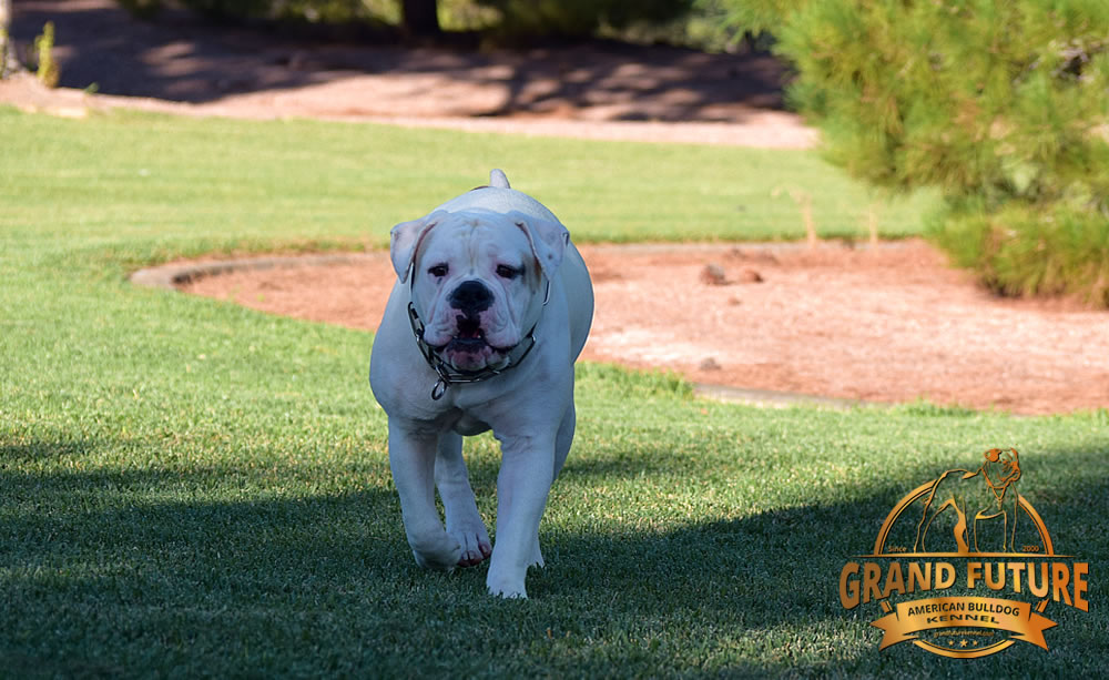 American Bulldog - GRAND FUTURE ENVY