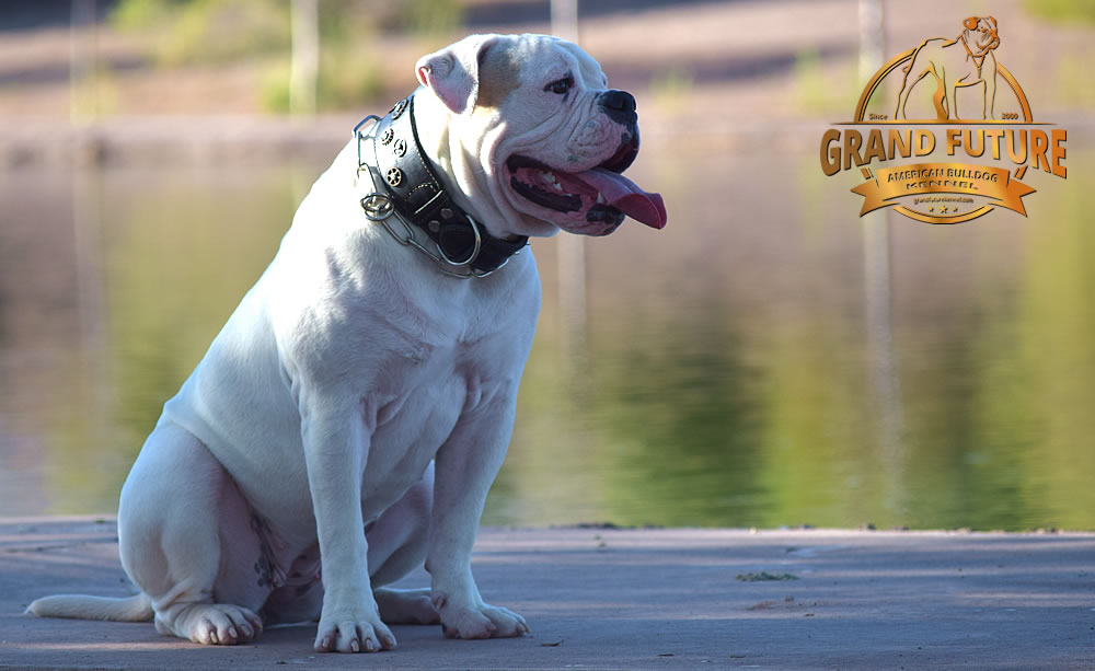 American Bulldog - GRAND FUTURE ENVY