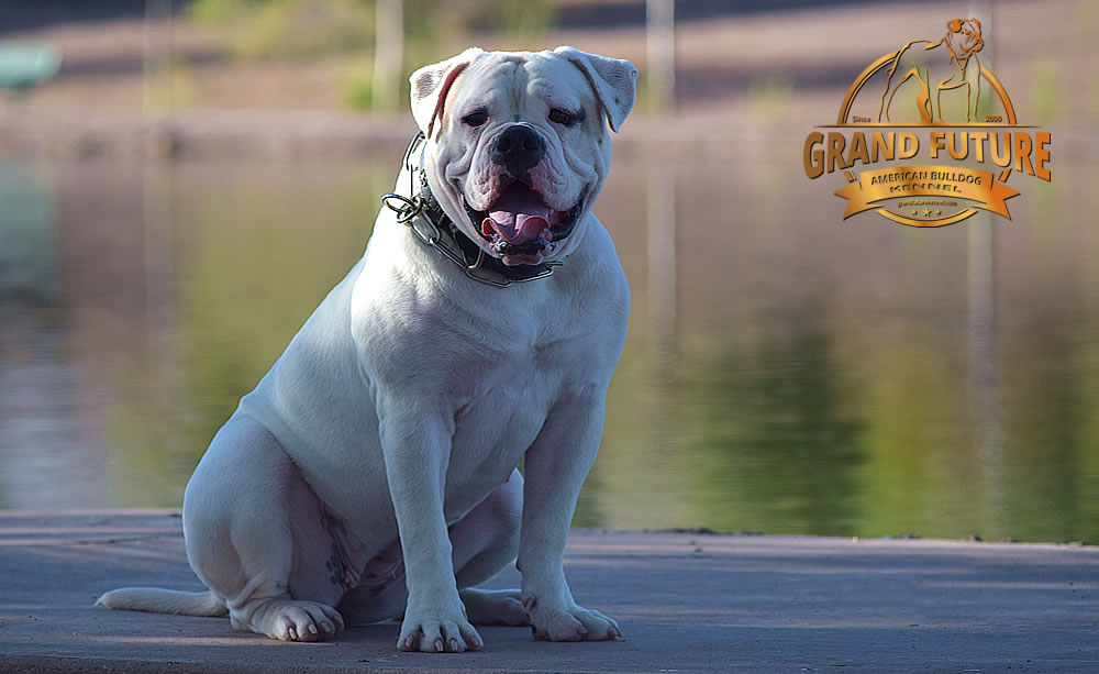 American Bulldog - GRAND FUTURE ENVY