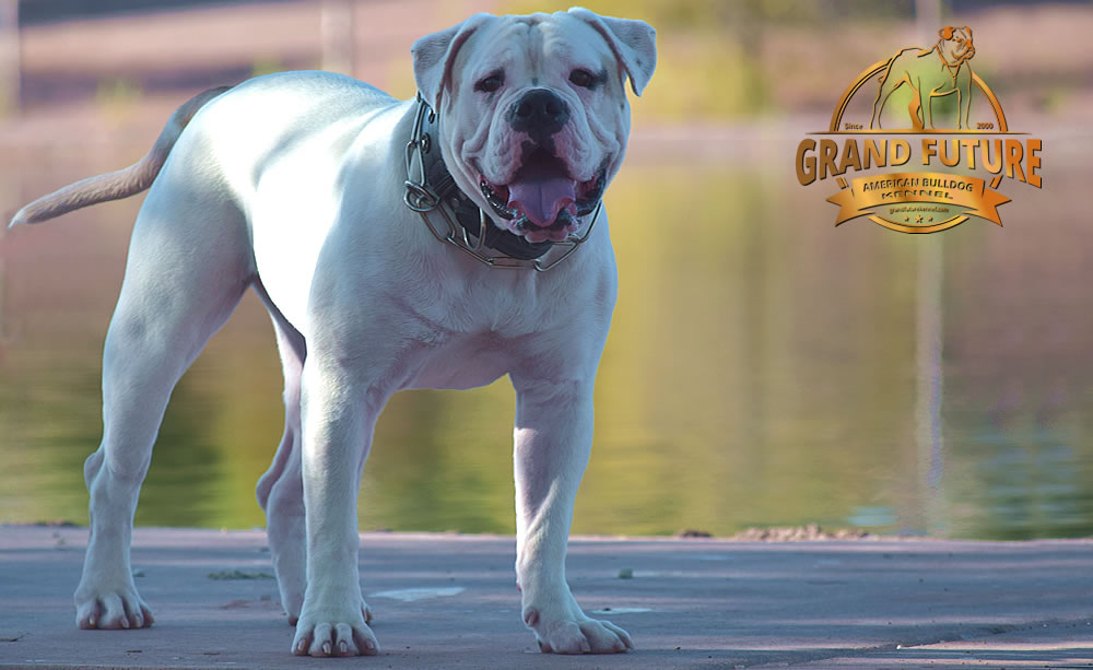 American Bulldog - GRAND FUTURE ENVY