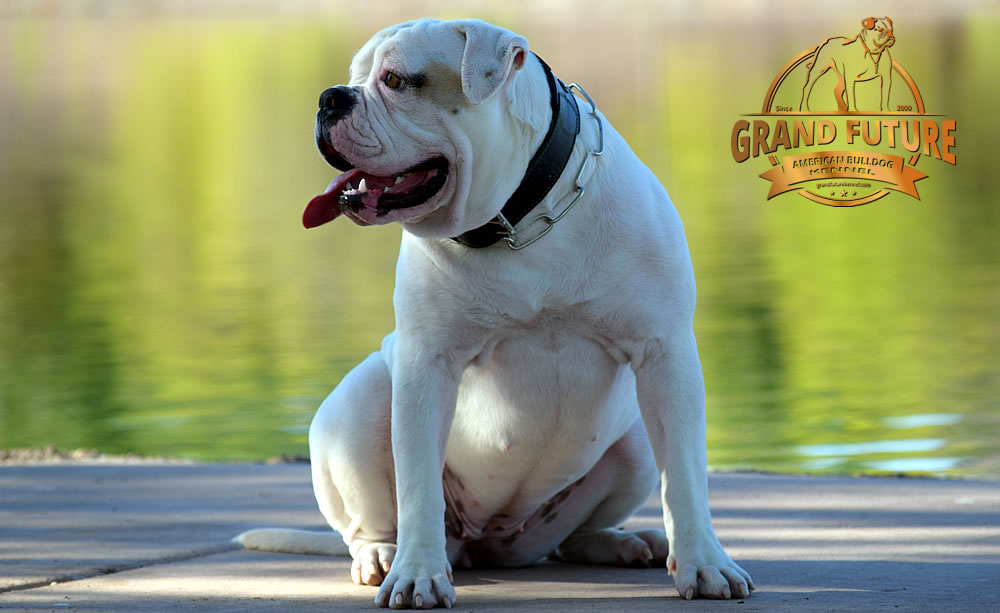 American Bulldog - GRAND FUTURE ENVY