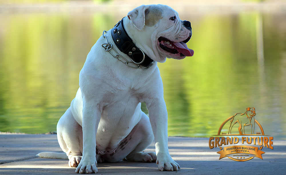 American Bulldog - GRAND FUTURE ENVY