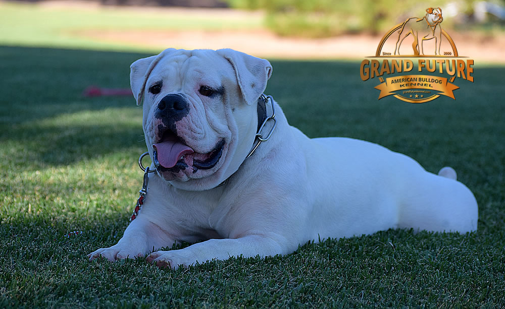 American Bulldog - GRAND FUTURE ENVY