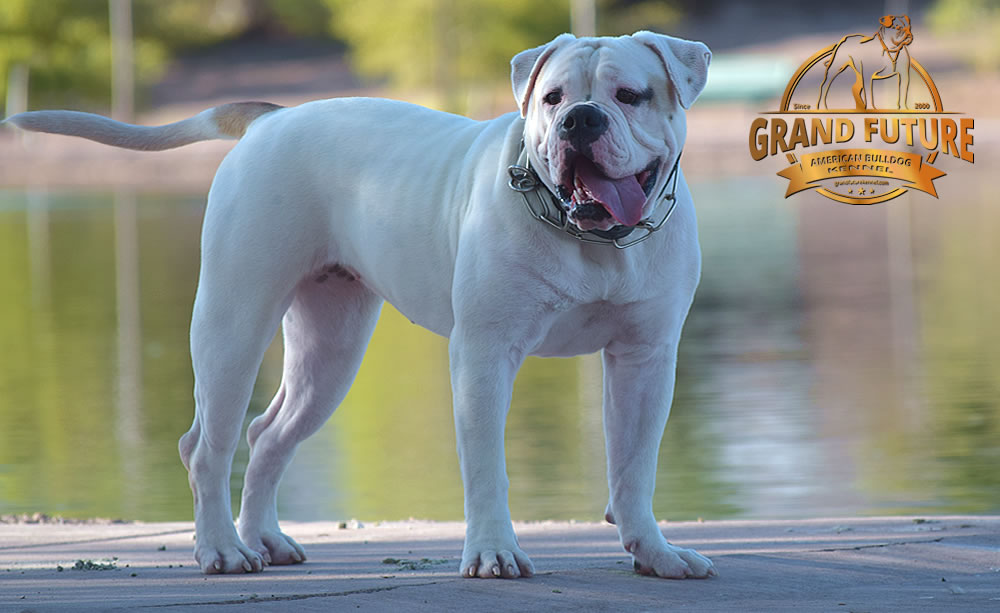 American Bulldog - GRAND FUTURE ENVY