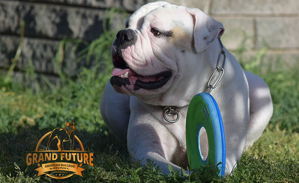 American Bulldog - GRAND FUTURE ENVY