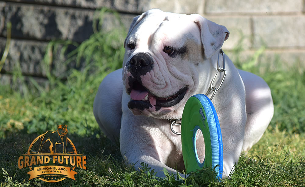 American Bulldog - GRAND FUTURE ENVY