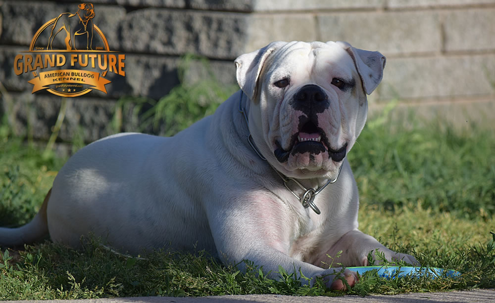 American Bulldog - GRAND FUTURE ENVY