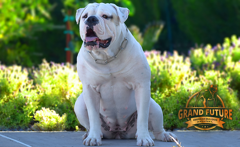 American Bulldog - GRAND FUTURE ENVY