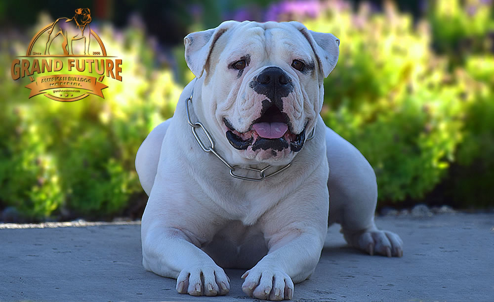 American Bulldog - GRAND FUTURE ENVY