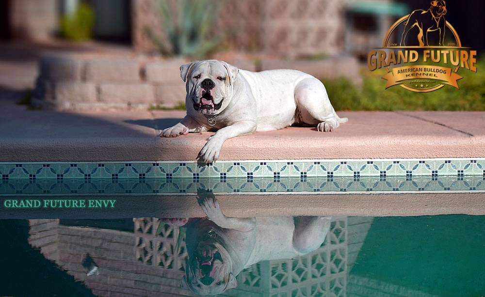 American Bulldog - GRAND FUTURE ENVY