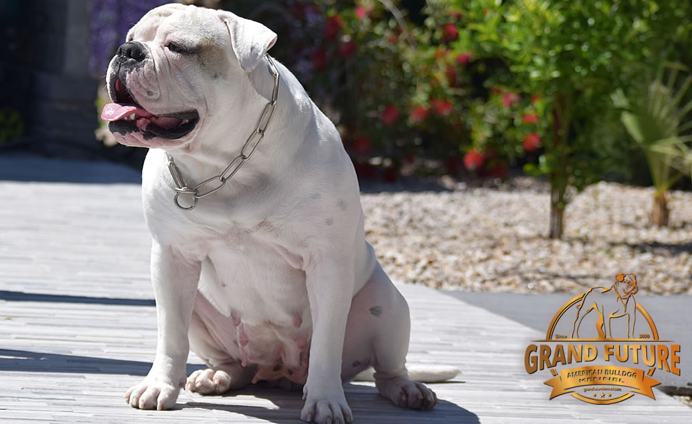 American Bulldog - GRAND FUTURE ENVY