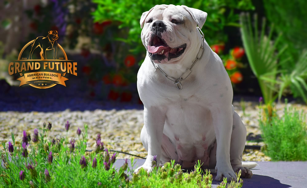 American Bulldog - GRAND FUTURE ENVY