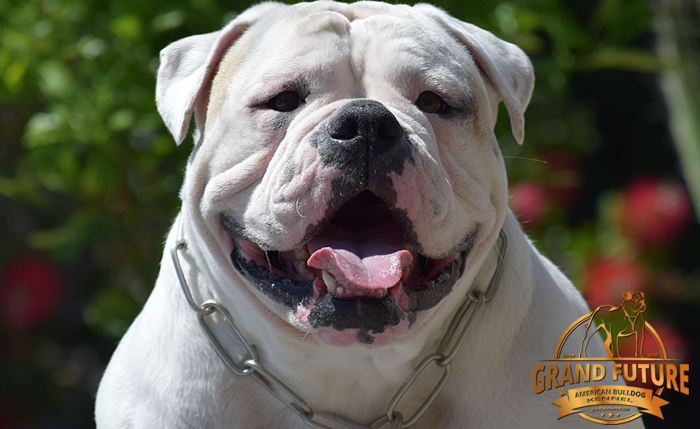 American Bulldog - GRAND FUTURE ENVY