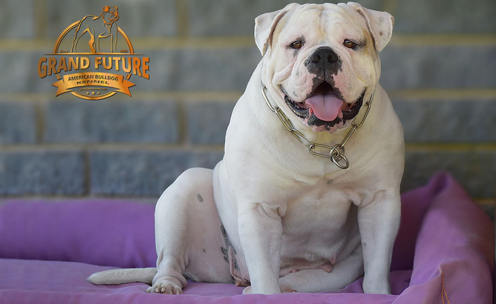 American Bulldog - GRAND FUTURE ENVY