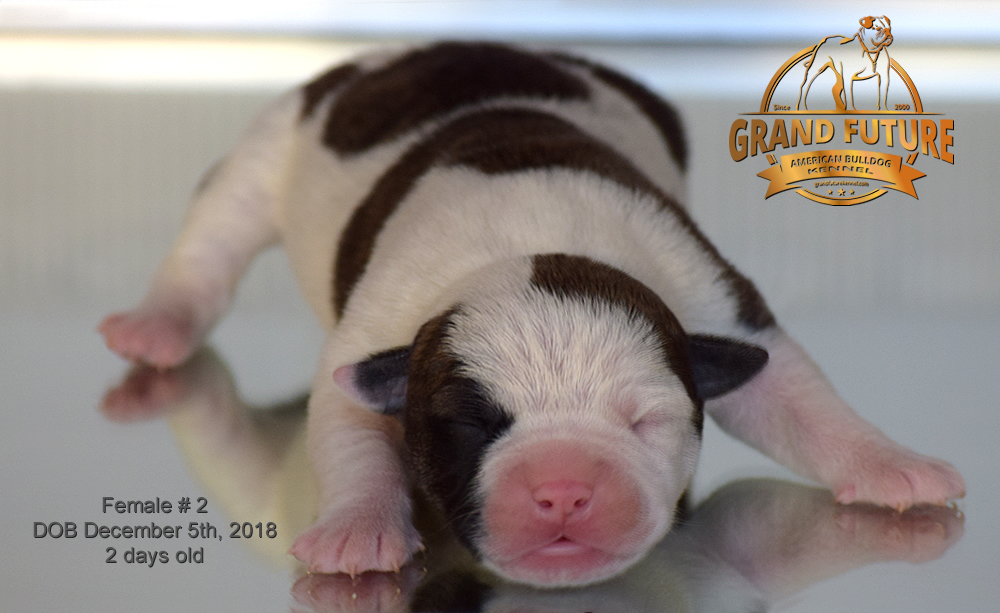 American Bulldog - GRAND FUTURE HAPPY