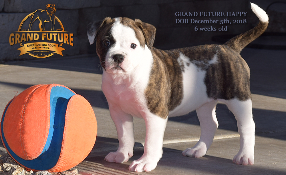 American Bulldog - GRAND FUTURE HAPPY