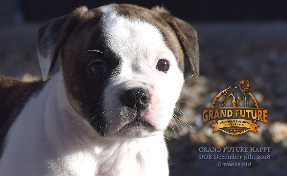 American Bulldog - GRAND FUTURE HAPPY