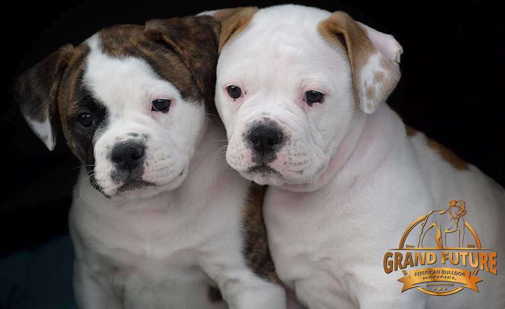 American Bulldog - GRAND FUTURE HAPPY