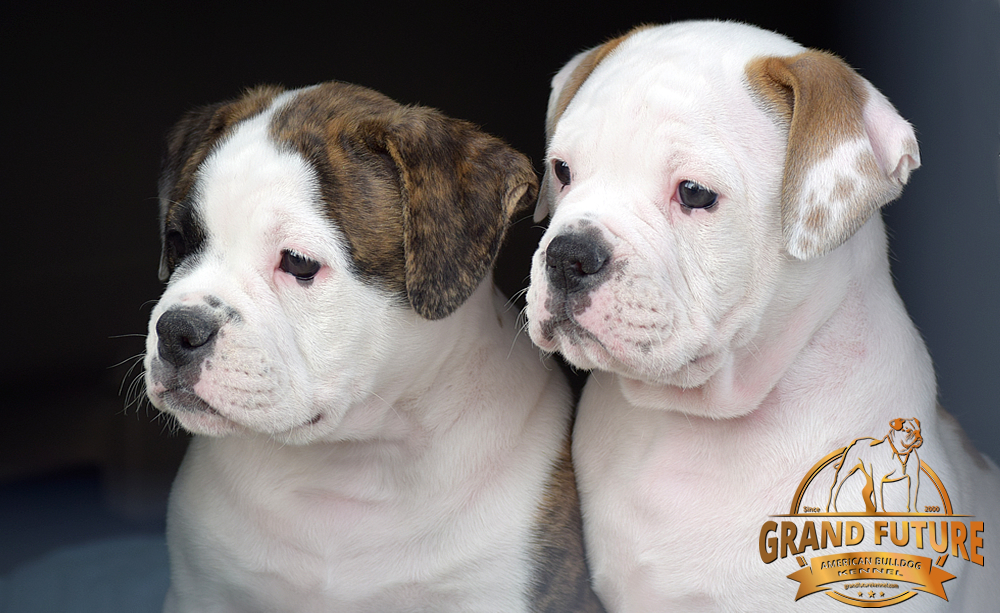 American Bulldog - GRAND FUTURE HAPPY