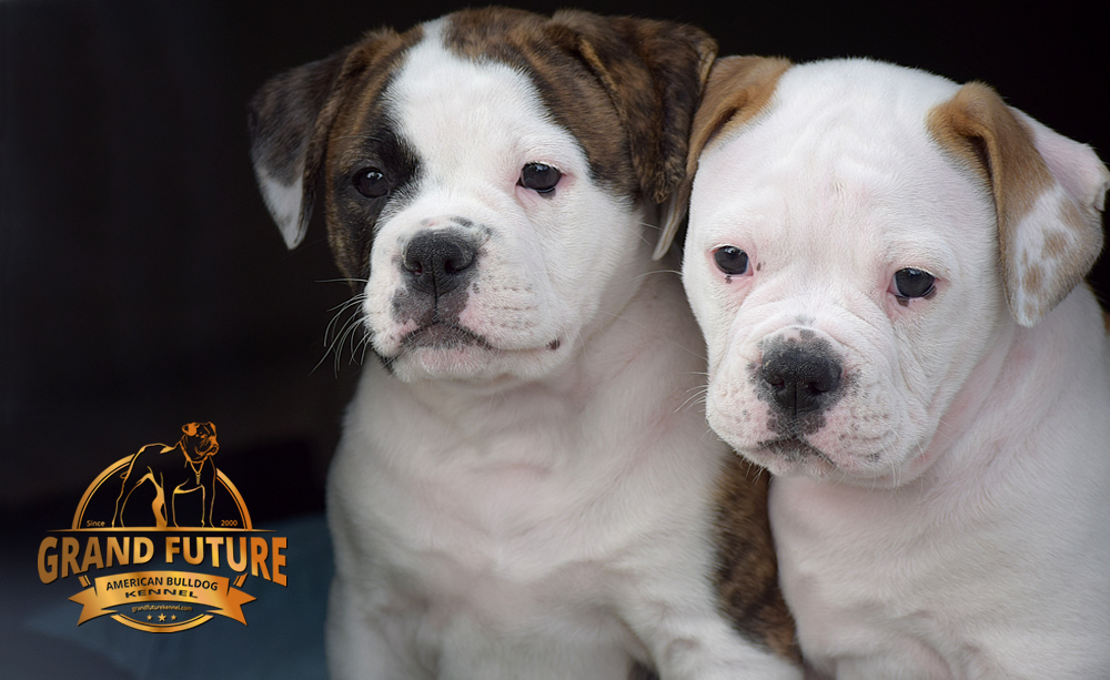 American Bulldog - GRAND FUTURE HAPPY