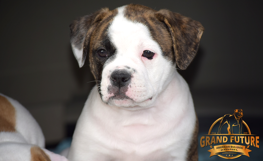 American Bulldog - GRAND FUTURE HAPPY