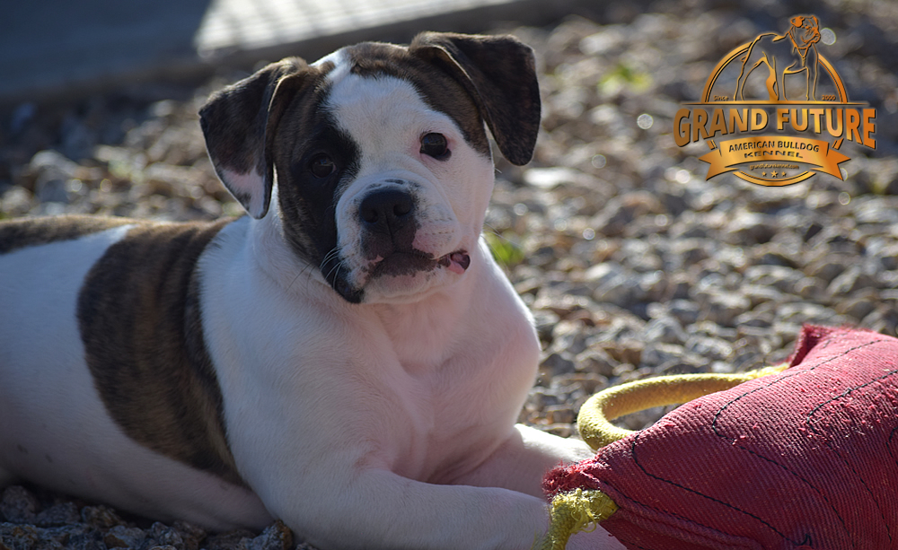 American Bulldog - GRAND FUTURE HAPPY